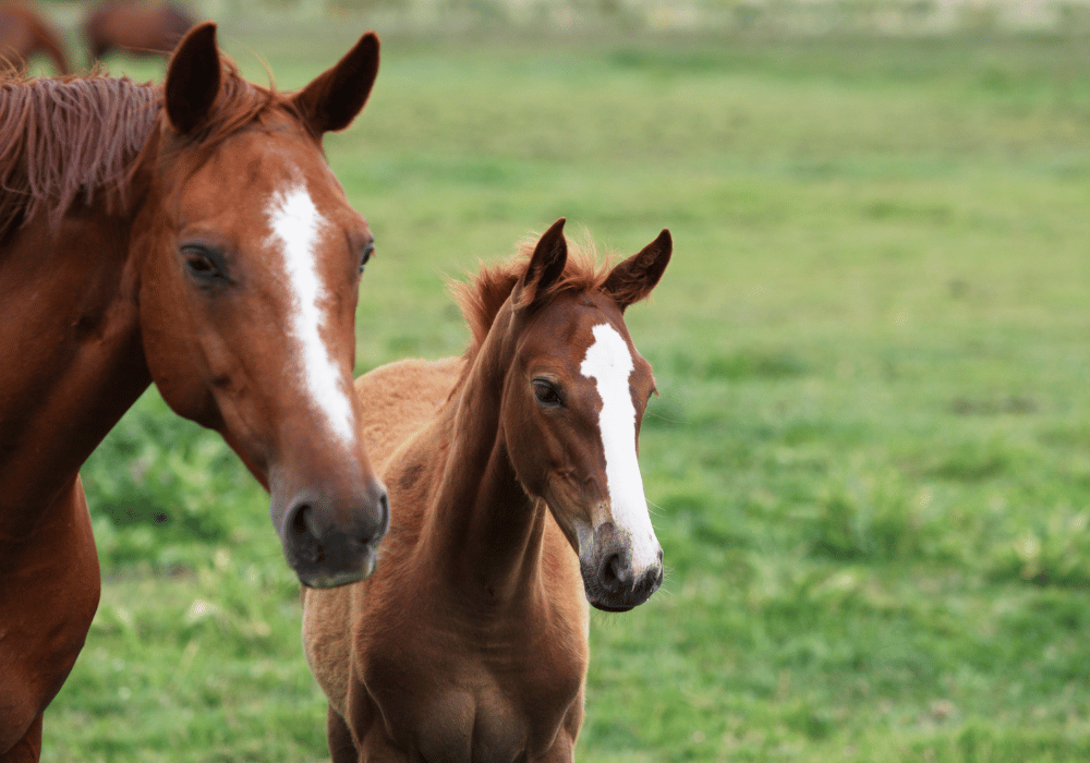 breeding horses